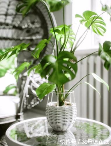 新手养龟背竹有“3忌”,及时避开长势旺,叶片油绿有光泽