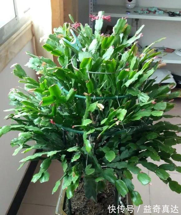 仙人掌|5种花喜欢沙质土,花盆里面添把沙子,苗肥根壮