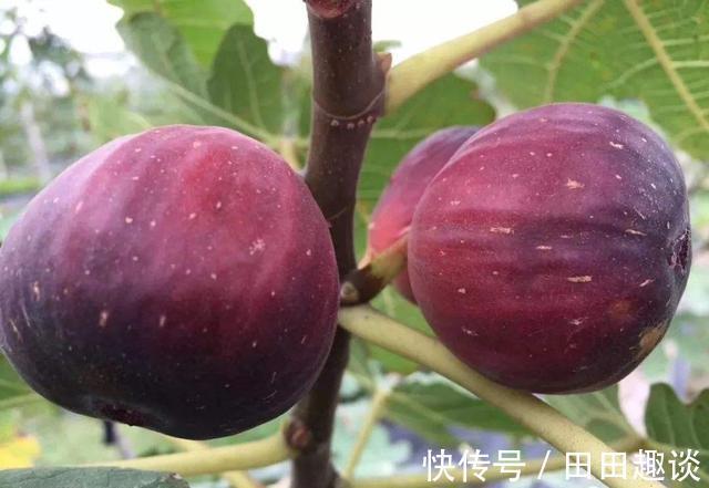 无花果快挂果了，有“2件事”别忘做，果子不止多一倍，甜度高