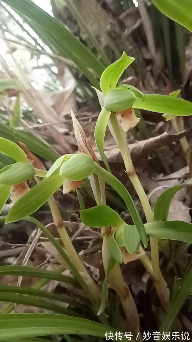 多肉|野外看到4种植物，千万不要挖，因为是濒危植物