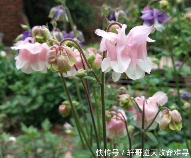 天冷不知养啥花那就养盆它,冬天不用管,春天也能开出一片花海!