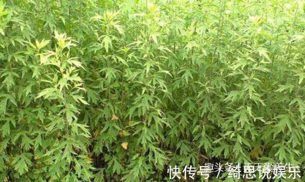 葡萄干|妇科医生4种食物要多吃,经常吃不仅治炎症还能抗衰老!
