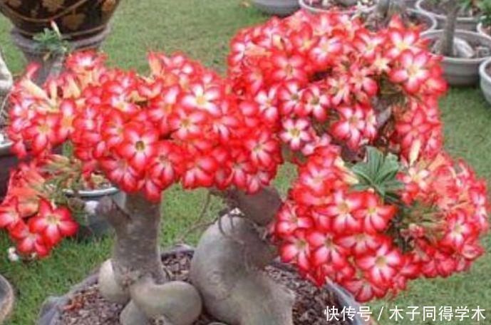 家养几款植物,阳台开出花海,花色繁多易爆盆,娇艳欲滴