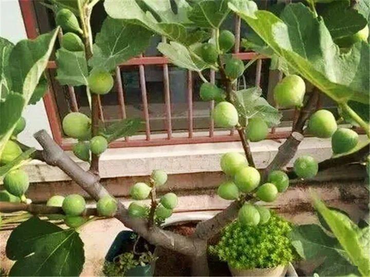 阳台养这10种菜,长得快、结果多,全家都够吃!