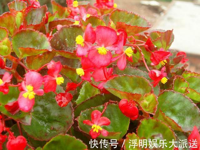 爆盆|养花就养3种花,随便养养就爆盆,一开300多天,全年不断花!