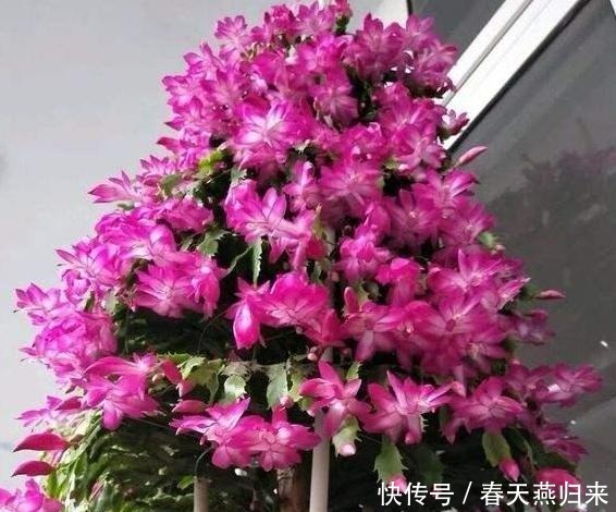 厨房油烟机废油该怎么处理摸清使用技巧,养花不用掏钱买肥料