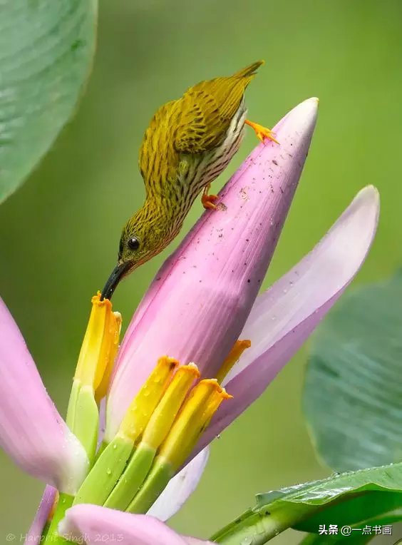 教程@图文教程——芭蕉画法