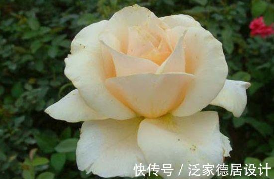 适应能力|农历7月17号起,最适合养这些花,给你一片花海,浓绿柔软