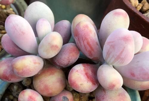 给桃蛋老桩多肉配盆是技术活，配好了锦上添花，配不好则影响颜值