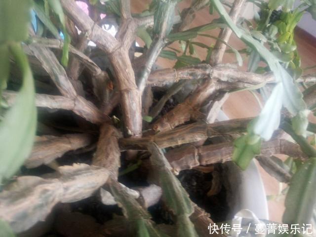 蟹爪兰叶子“软塌塌”?教你做3步,嗖嗖冒新叶,入冬花朵爆盆