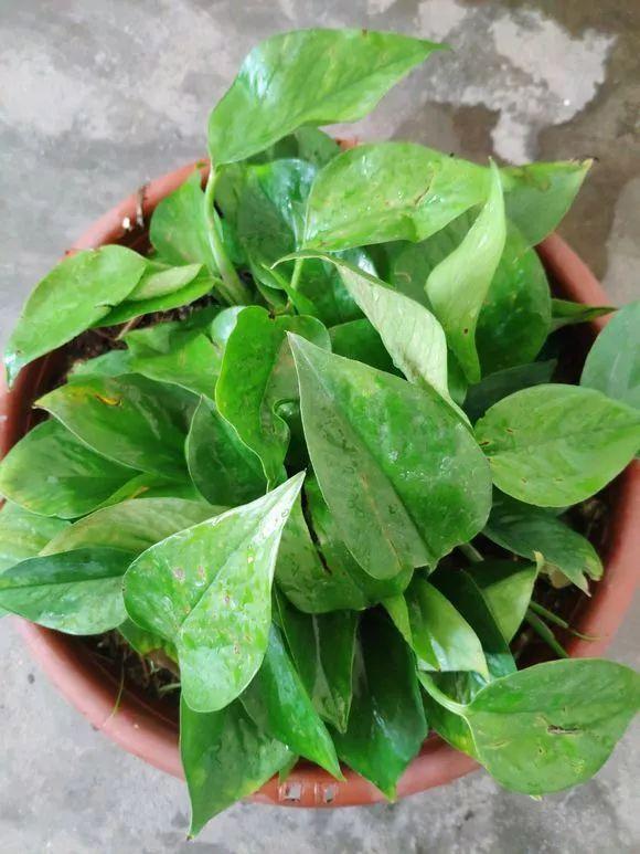 11月前，3种花该换盆了，再冷就迟了，过冬为难！