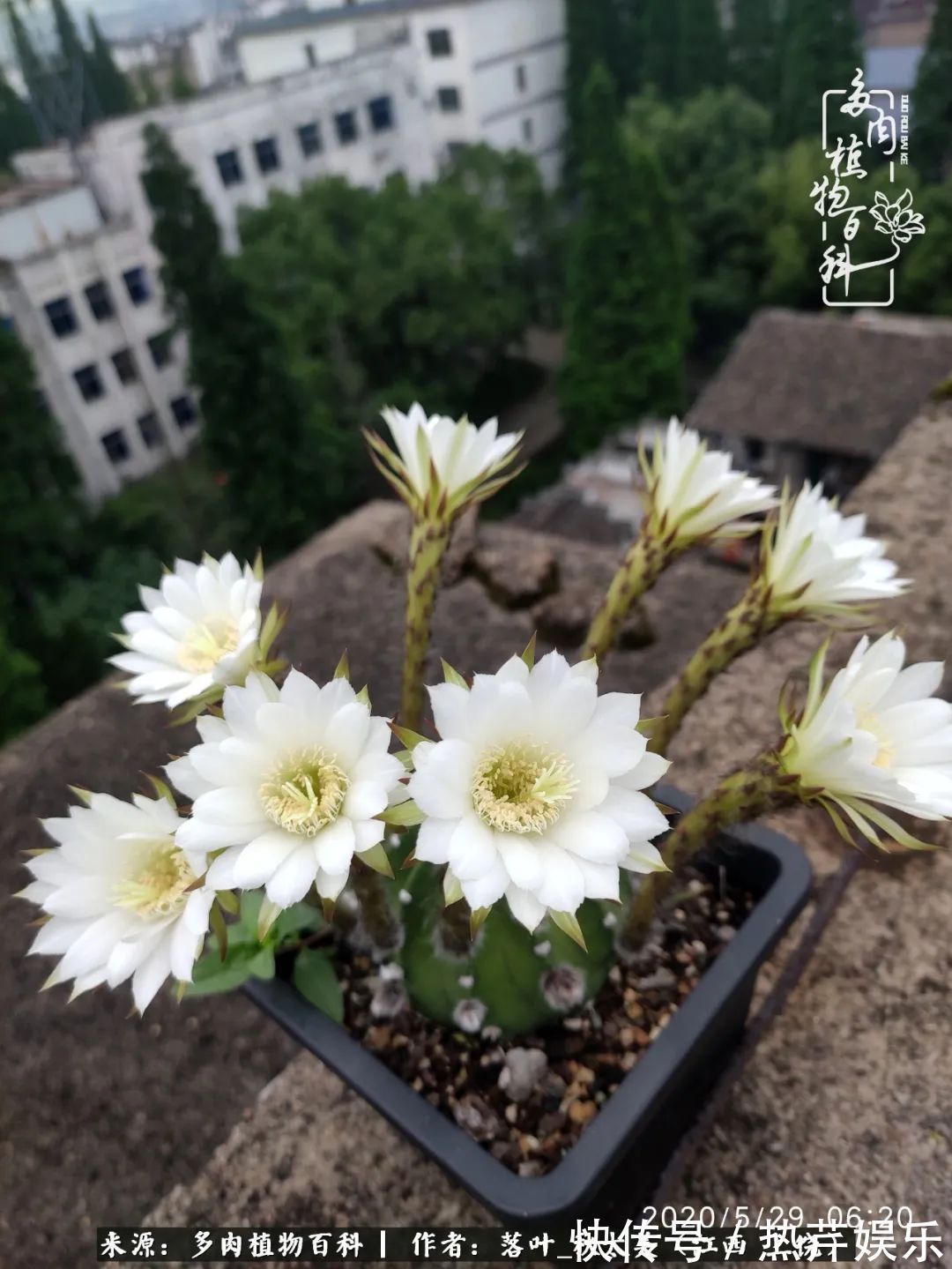 红太阳|养多肉秋天景天坑,夏天球球坑,人生百味都想尝!