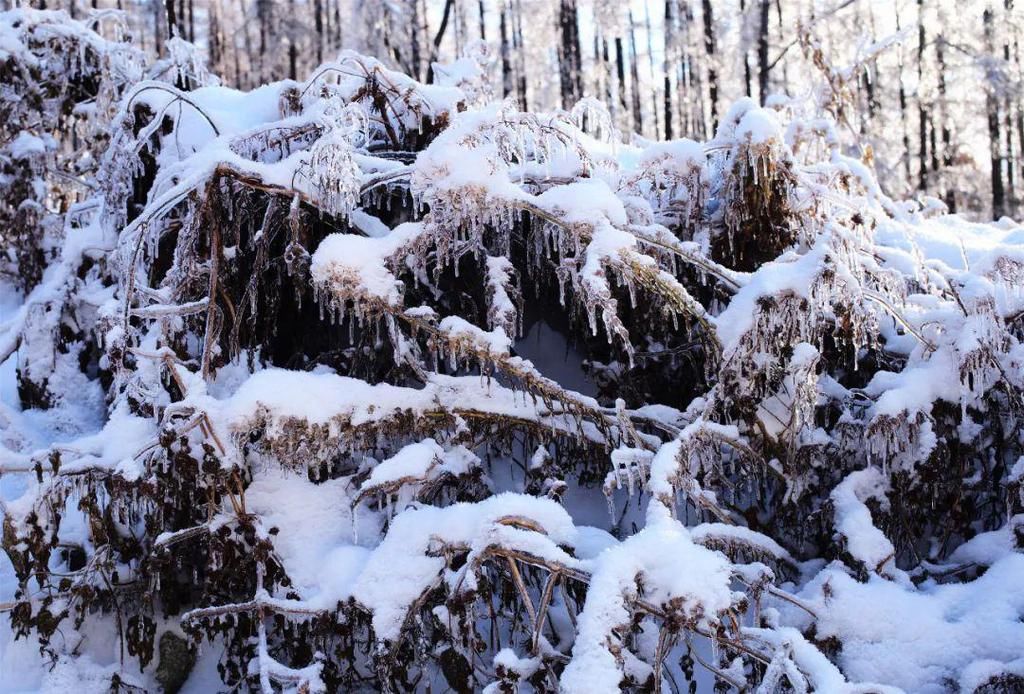 心间|净月潭的雪，美在山川，暖在心间！