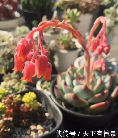 多肉长出“这东西”，及时剪掉，可别舍不得，不然徒长长得丑