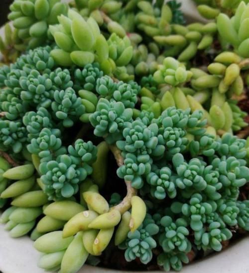 多肉狠心剃个头,呼呼长满小肉芽,20天就爆盆