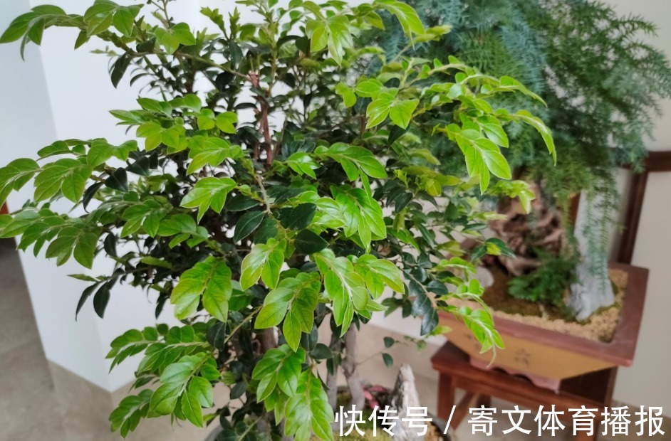 植物|养花最“坑人”的妙招，老花匠都不敢用，养花新手一定别尝试