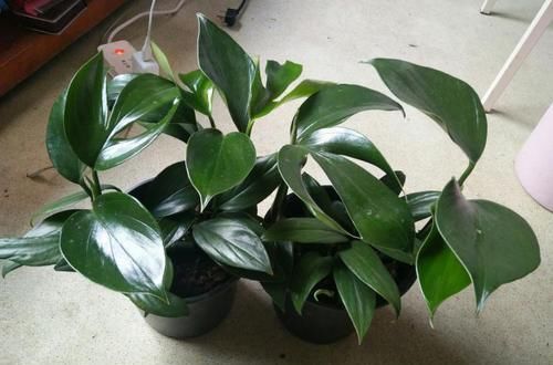 1种“耐阴花”,十分好养,阳台养一盆,四季常绿,可赏300天