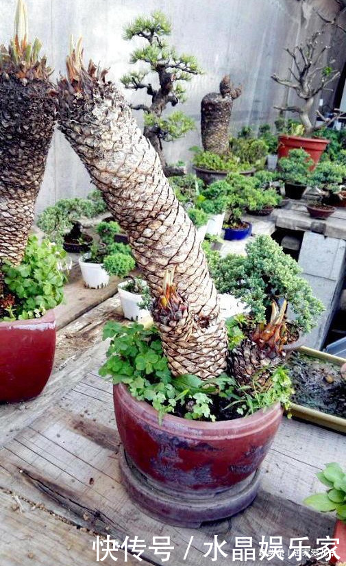盆景|大叔养了七年的盆栽,不长叶子不开花,长成这样500一盆被买走