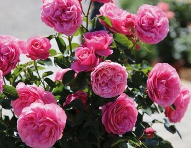 3种花养在家里，花朵硕大，花期长，家中养花首选，美不胜收！