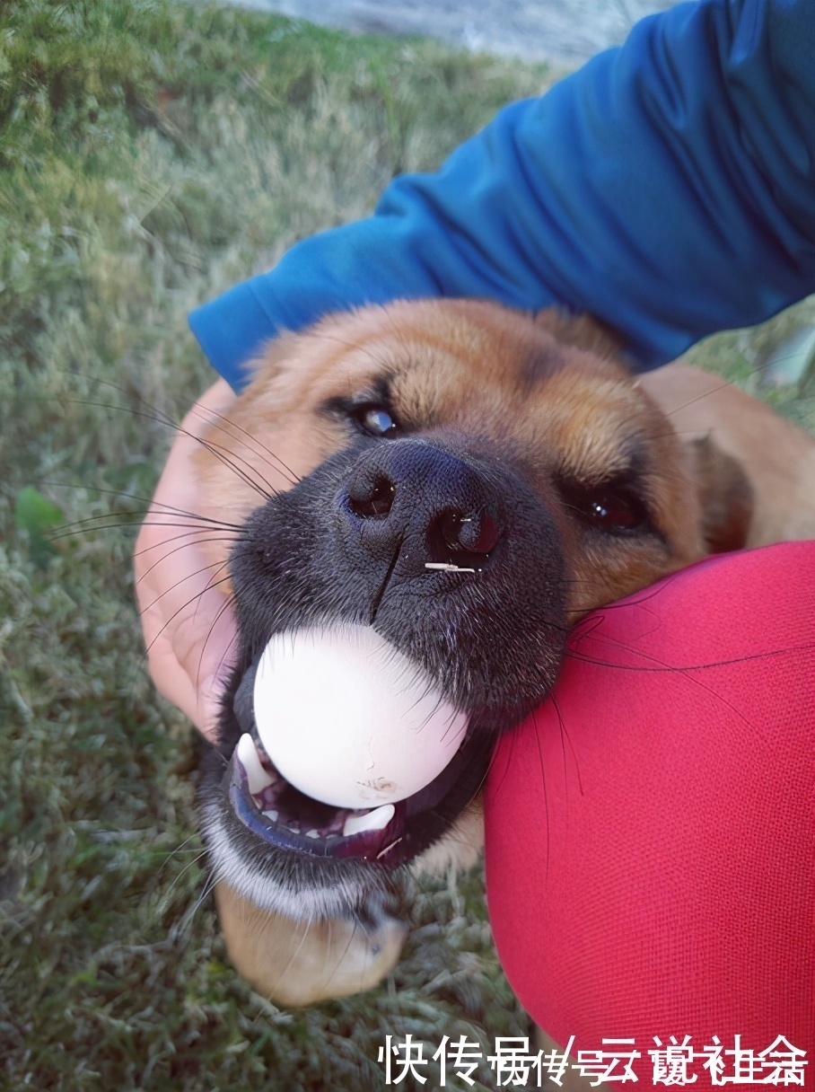 蛋黄|狗狗吃“鸡蛋”好处多,但怎么吃要注意,小心吃出问题