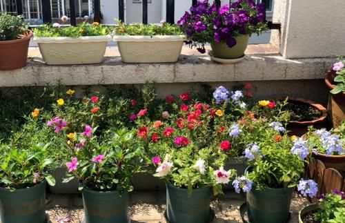 5月逛花市，捡漏很轻松，这4种花“闭眼入”，耐热抗晒开花多