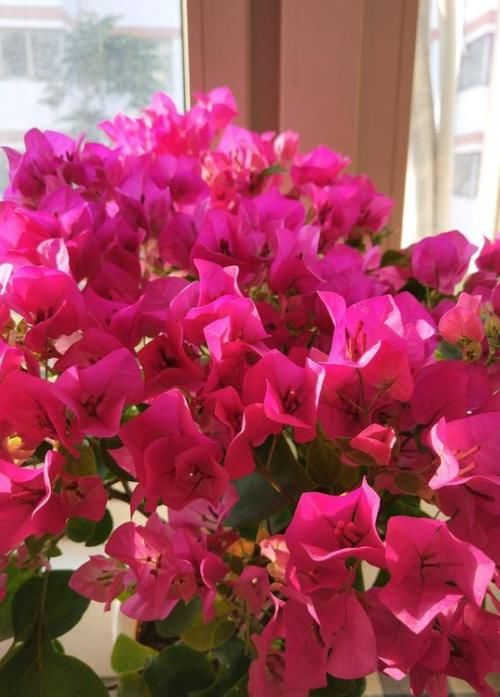 夏天一定要种的这5种花，越晒花开的越大，好养又好看