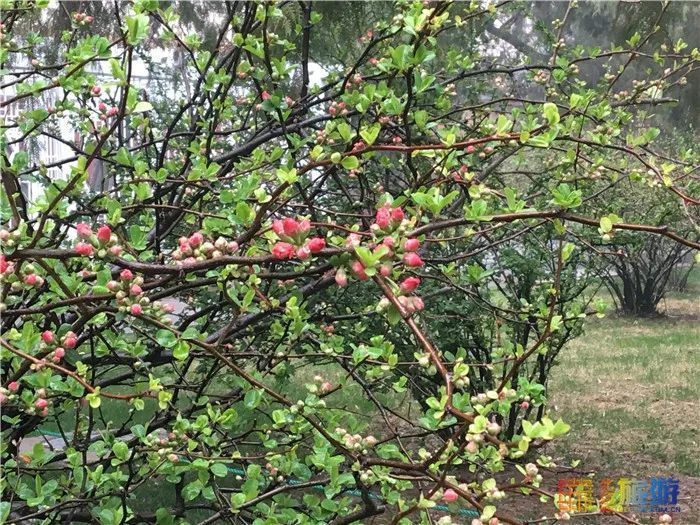 花海！梅花、玉兰、海棠、杏花，你要的醉人春色都藏在北京这座公园里！