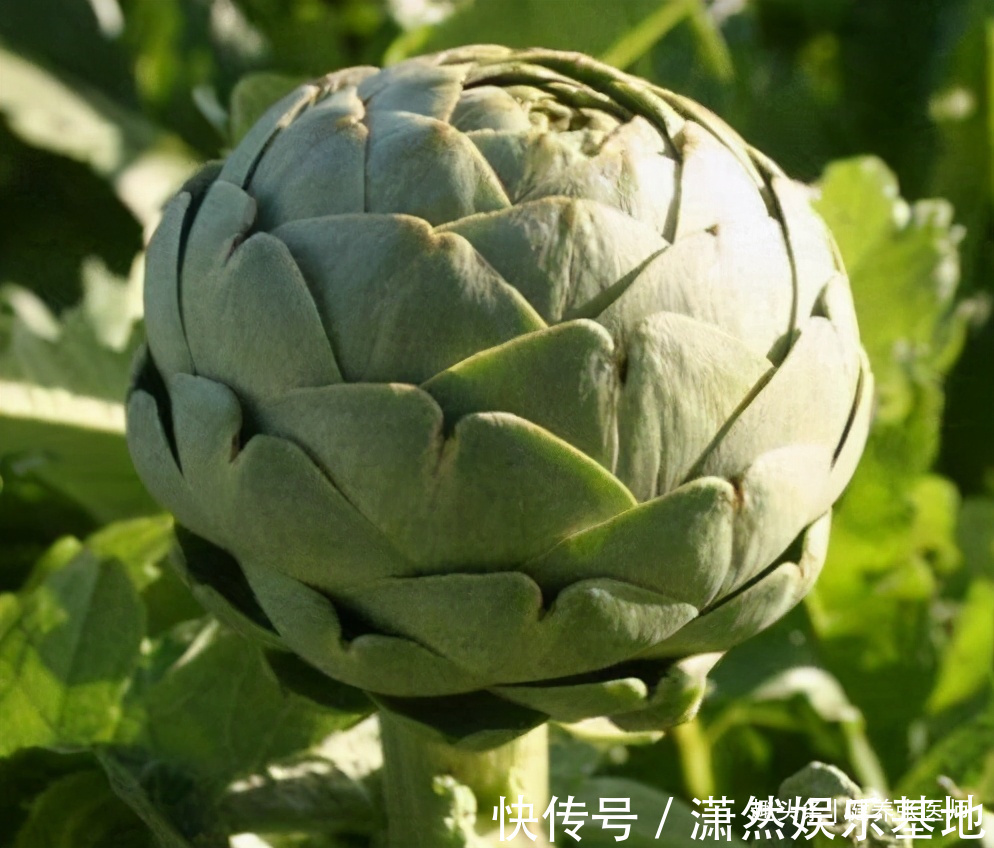 黄酮类化合物|女性不想变老,以下食物经常换,补血祛斑,滋阴养肾,改善失眠