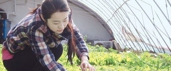 野菜|农村一种野菜,以前没人吃,现在发现能清热解暑,一斤20块钱