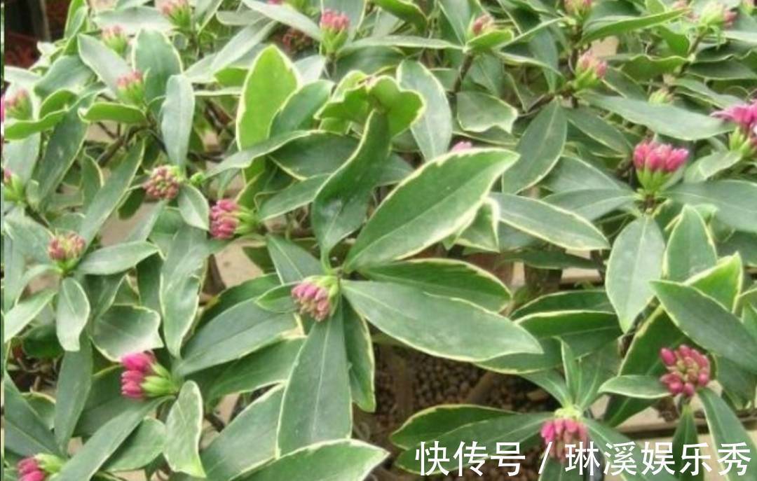 一段时间|天气转凉,入手5种花,养一段时间就能长满花苞