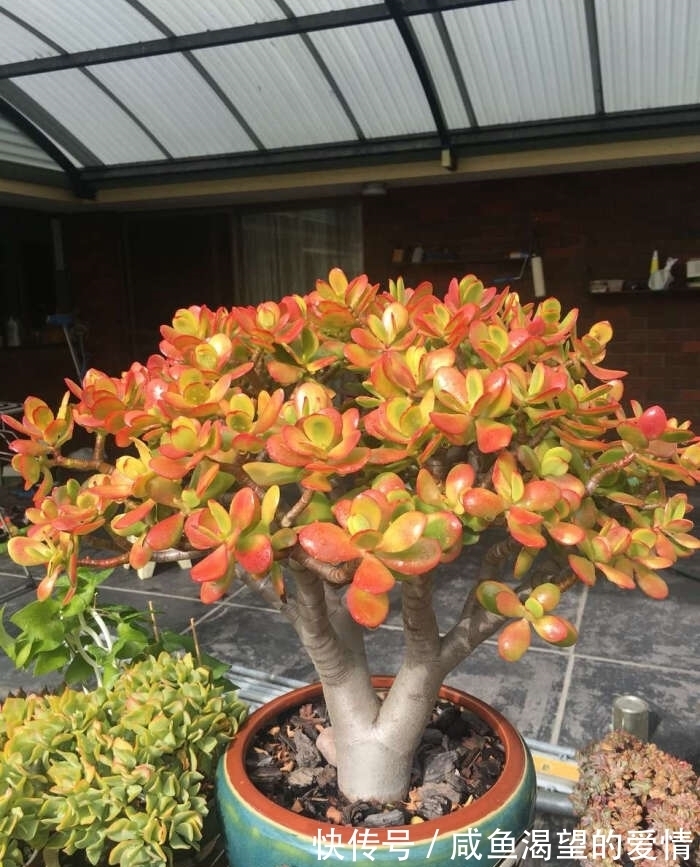 养多肉都喜欢大老桩?这10个品种全是“大粗腿”,越养越好看!