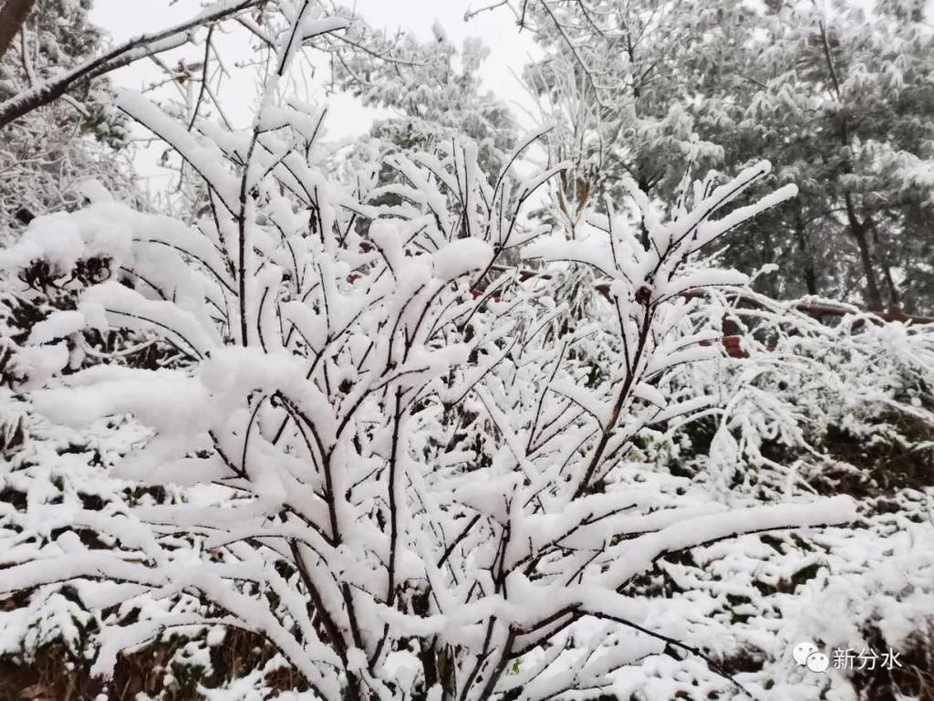 分水迎来新年第一场雪