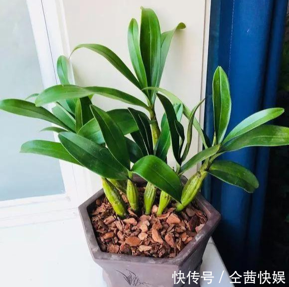 棕榈皮|门前石头上长了一丛草,朋友出1000元来买,开起花来真漂亮!