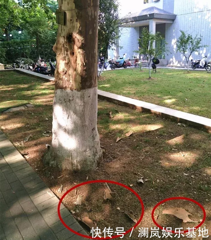 植物|2种“生根水”制好后,往土里浇一点,植物根须就能嗖嗖窜出盆