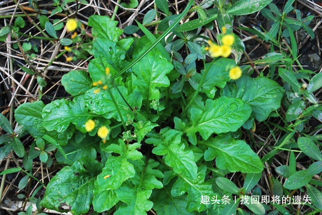 农村|农村常见的一种野菜,味道鲜美,缓解咽喉肿痛,有很高的养生价值