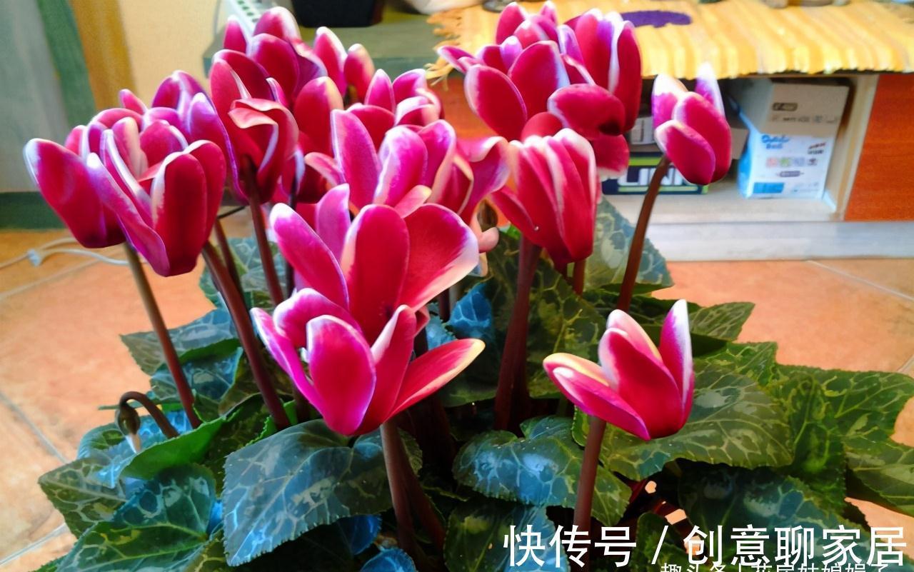 蝴蝶兰|北阳台能养出漂亮的花来吗?建议养这几种花,好养易活开花漂亮