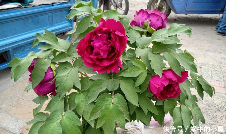 养殖|夏天,这4个地方不合适养花,该早点转移!