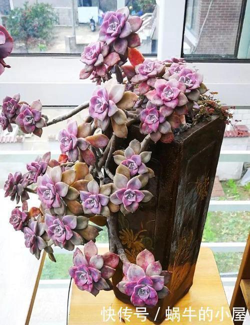 姬胧月|3种多肉植物,容易长成悬崖桩,养护简单颜色艳,高贵大气有格调
