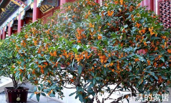 9月之前,赶紧给4种花施肥,秋天才能顺利开花,花骨朵满枝头