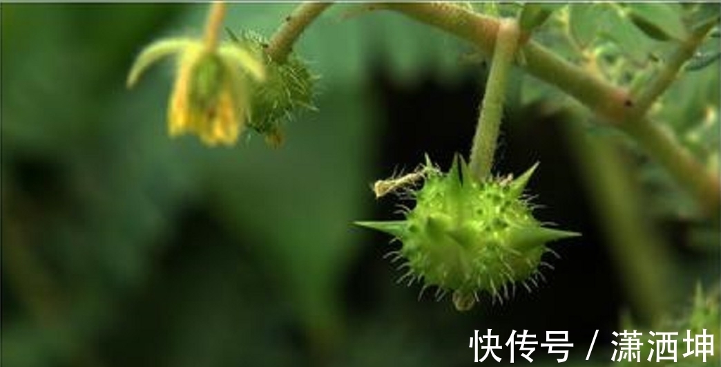强身健体|遍布各地的野草，却是运动员唯一可以使用的“兴奋剂”