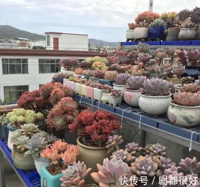浇水|秋季养多肉,学会三个关键点,上色快,变成大肥肉