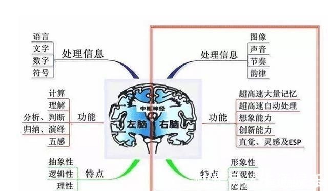 达芬奇|孩子有这3种表现,说明右脑很发达,好好培养将来会成为“学霸”