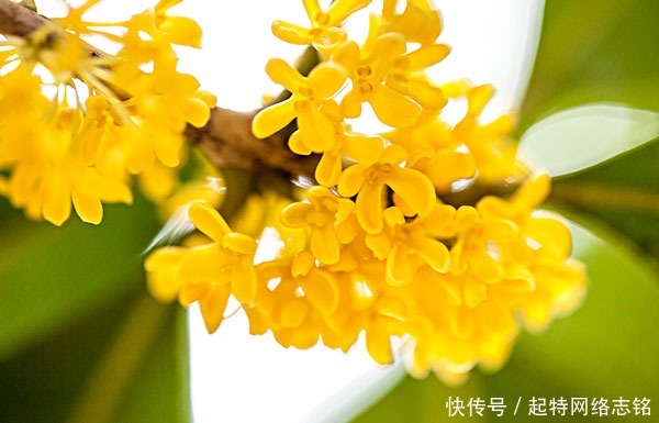 五首桂花诗词:一枝淡贮书窗下,人与花心各自香