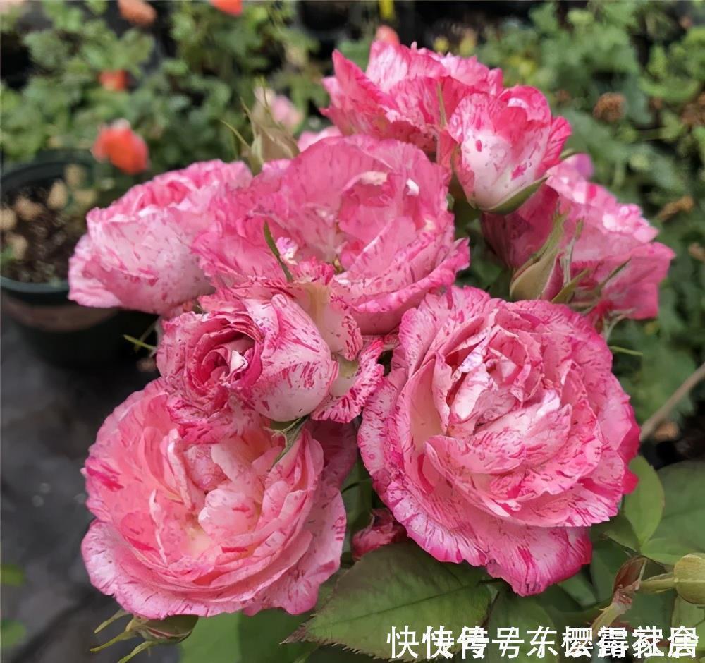 藤本月季|家里养了3种花,一盆接着一盆买,根本控制不住,是你吗?