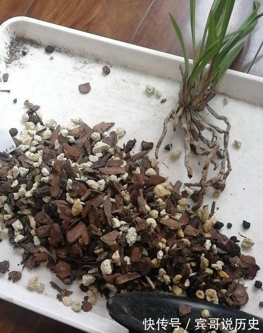 兰花什么时候翻盆最好？翻盆用哪种植料？养兰攻略送给你