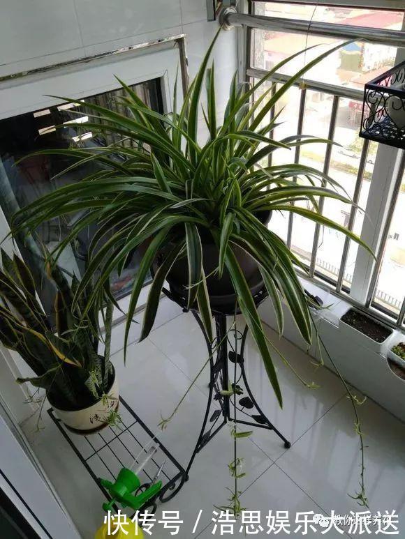 花友|用好3招,吊兰马上抽条长新叶,还呼呼开花!