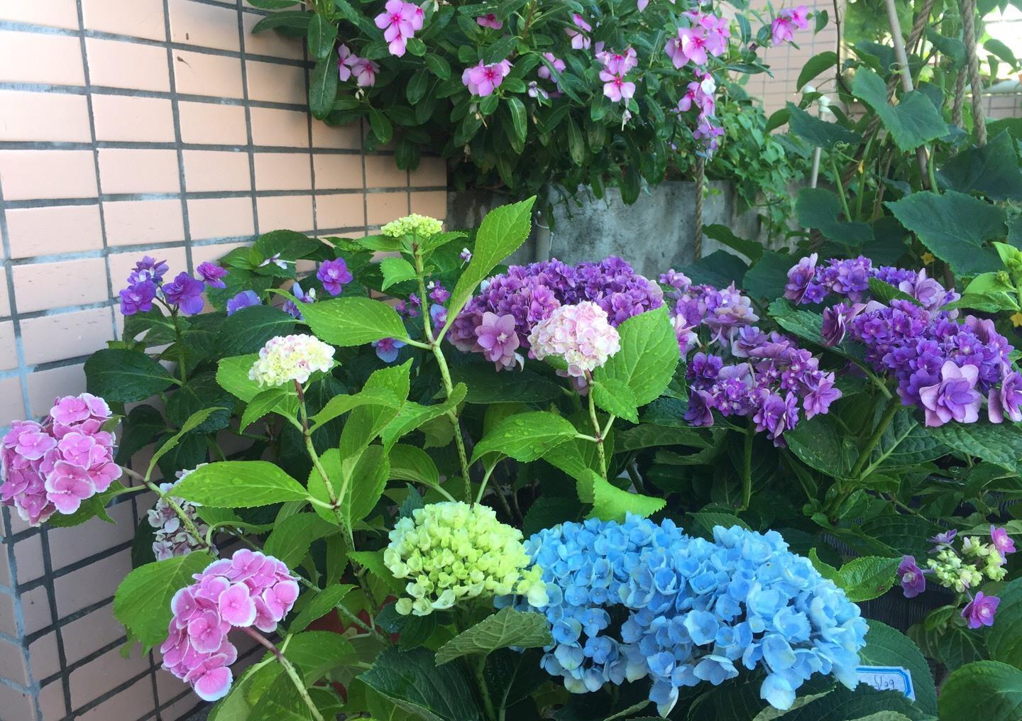 夏季|绣球花凋谢了之后，做好“3步”，来年花球更大，花开爆