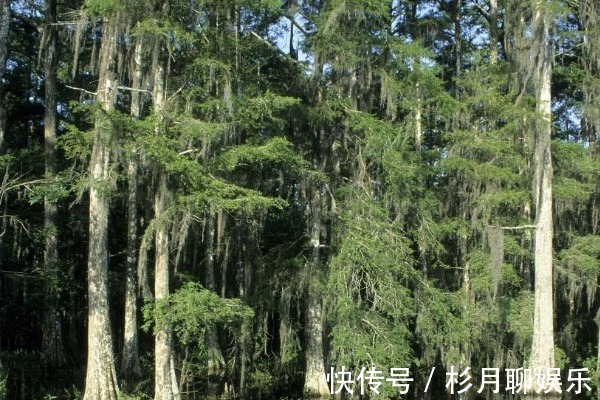 树叶|有了白发别花冤枉钱，一片树叶轻松解决，还你一头乌黑亮丽秀发！