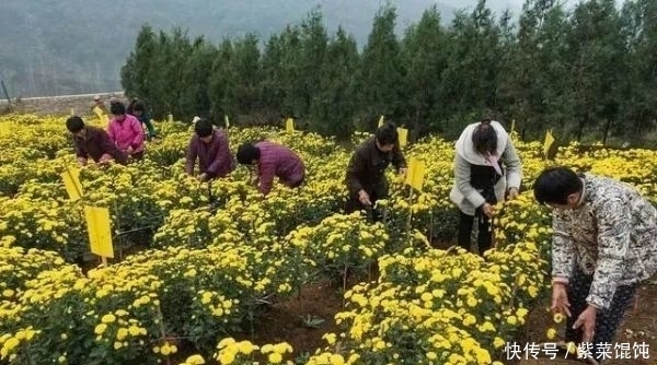 蒲公英,被称为“药草皇后”,请记住“6功效、7搭配、8禁忌”