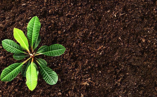 皮壳|养花的旧土要变成养分丰富的新土，要分成2步来走，掺进去3样东西